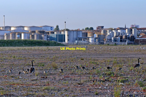 Photo 6"x4" Canada geese, West Float quayside, Birkenhead Birkenhead\/SJ3088 c2015