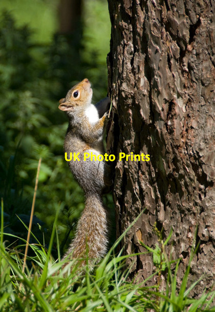 Photo 6"x4" Scarborough squirrel Scarborough\/TA0388 c2015