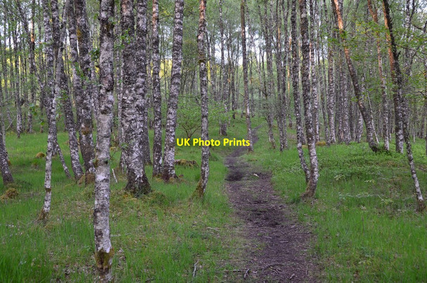 Photo 6"x4" Woodland path near the River Spean Roybridge c2015