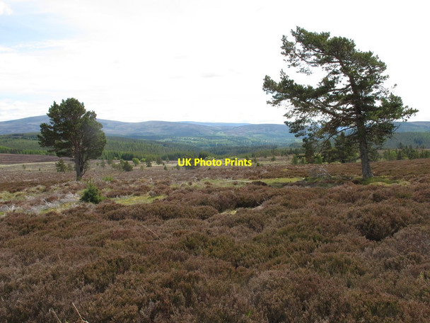 Photo 6"x4" Strathspey From the Slopes of Roy's Hill Cragganmore\/NJ1636 c2015