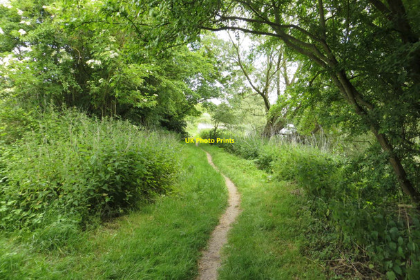 Photo 6"x4" The Thames Path near Culham Appleford c2015