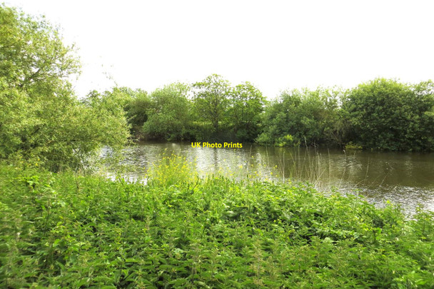 Photo 6"x4" The River Thames near Culham Appleford c2015