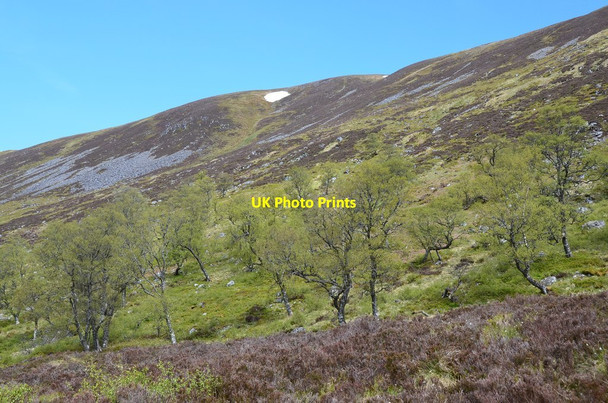 Photo 6"x4" Trees on the hillside Aberarder c2015