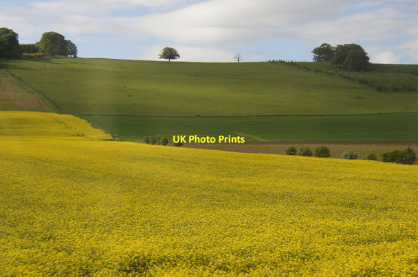 Photo 6"x4" Fields at Bogindollo near Forfar Oathlaw c2015
