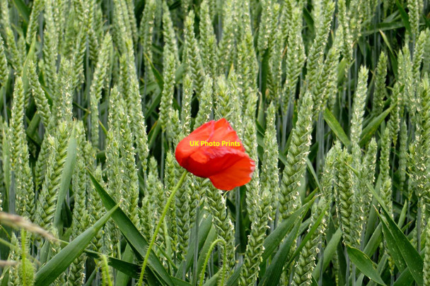 Photo 6"x4" A poppy in a wheat field Steventon\/SU4691 c2015