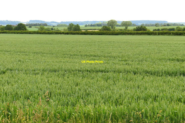 Photo 6"x4" Wheat field near West Hendred Ardington Wick c2015