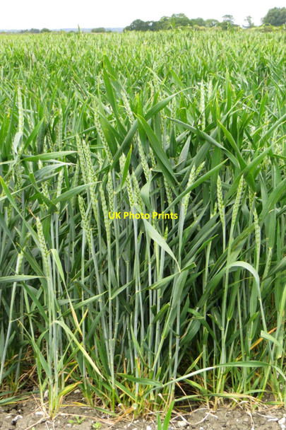Photo 6"x4" Wheat by the bridleway Ardington Wick c2015