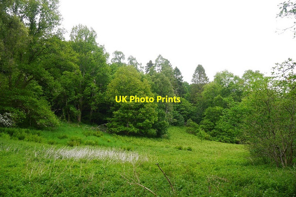 Photo 6"x4" Clearing, Vogrie Crichton c2015