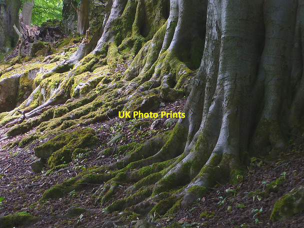 Photo 6"x4" Beech roots, Summerhouse Hill Yealand Conyers c2015