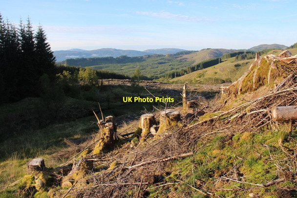 Photo 6"x4" Part felled forest above Douglas Water Auchindrain c2015
