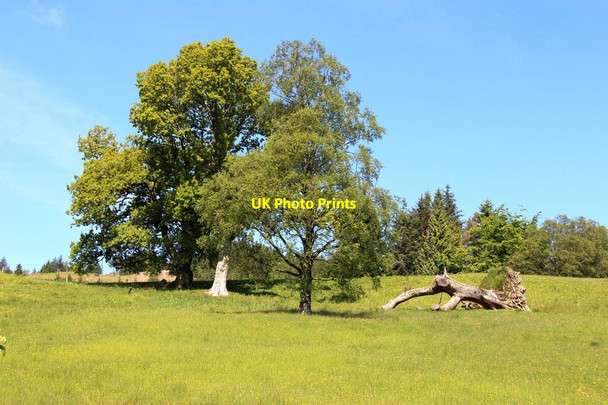Photo 6"x4" Sloping meadow at Barr Minard\/NR9796 c2015