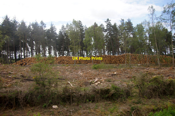 Photo 6"x4" Timber in Cotton Wood, near Perth Aberdalgie c2015