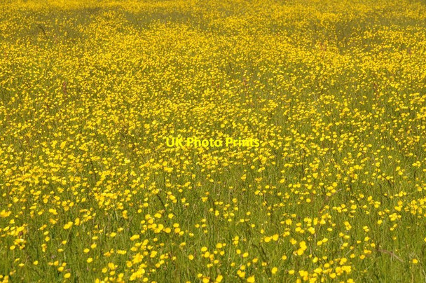 Photo 6"x4" Buttercups on Dunstall Common Dunstall Common c2015