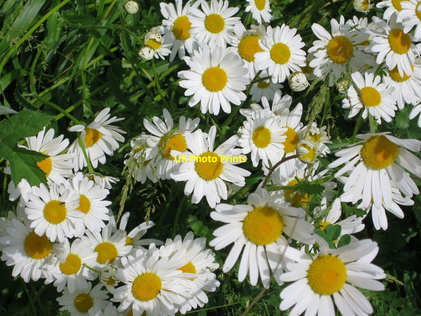 Photo 6"x4" Daisies by Goudhurst Road Knox Bridge c2015