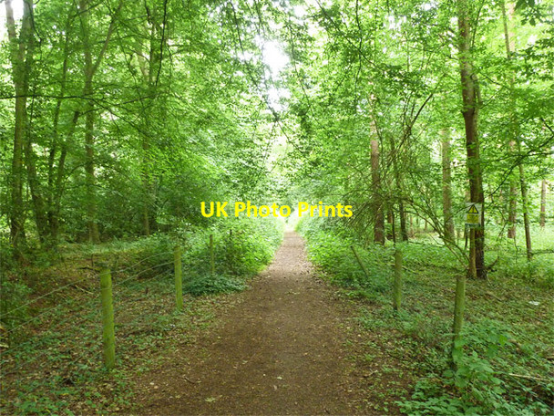 Photo 6"x4" Woodland path Radlett c2015