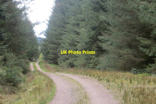 Photo 6"x4" Logging road Kirkgunzeon c2015