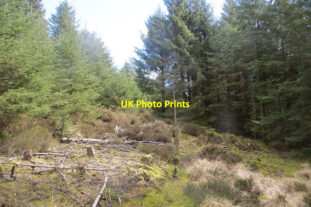 Photo 6"x4" Gap in the defences Ryes Hill c2015