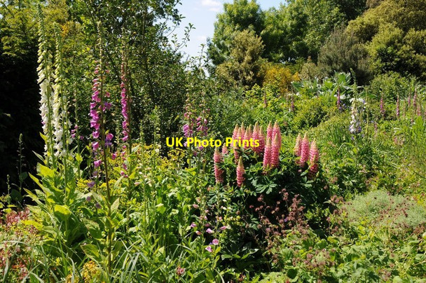Photo 6"x4" Foxgloves and lupins High Green\/SO8745 c2015