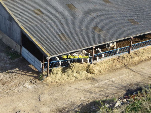 Photo 6"x4" Cows go Moo Ashendon c2015