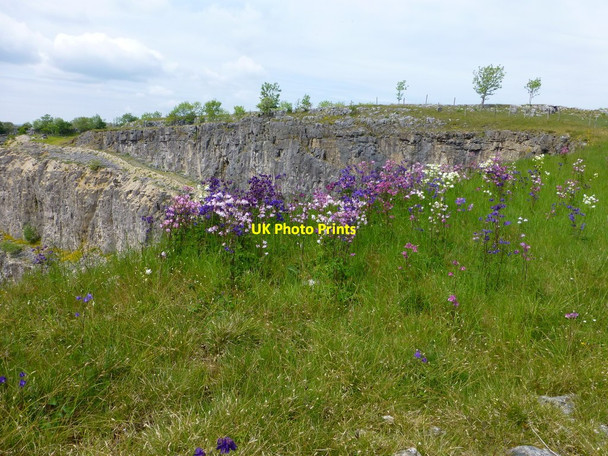 Photo 6"x4" Columbine brightens the Giggleswick quarry side Settle c2015