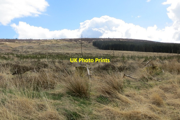 Photo 6"x4" Felled area, Glaisters Kirkgunzeon c2015