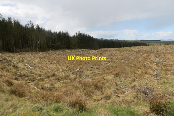 Photo 6"x4" Felled area, Glaisters Kirkgunzeon c2015