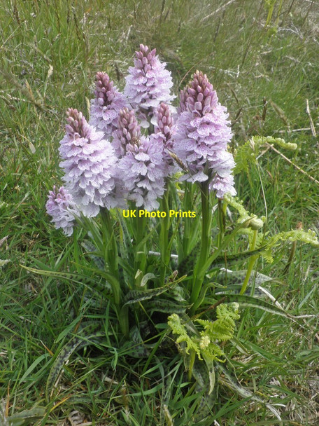 Photo 6"x4" Pyramidal Orchids on South Hill Hawkridge c2015