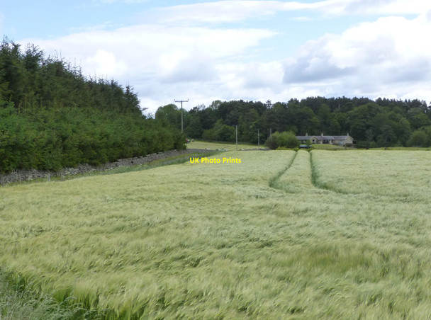 Photo 6"x4" Looking across the barley field Haugh Head c2015