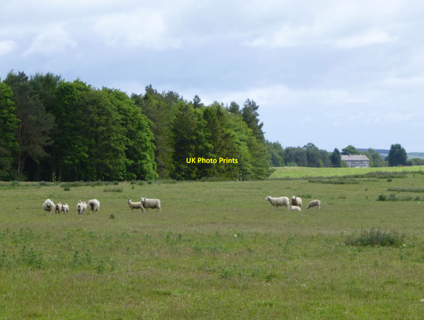 Photo 6"x4" Sheep in pasture beside North Plantation Newtown\/NU0425 c2015
