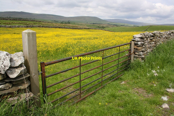 Photo 6"x4" Buttercups in field north of New Houses New Houses\/SD8073 c2015
