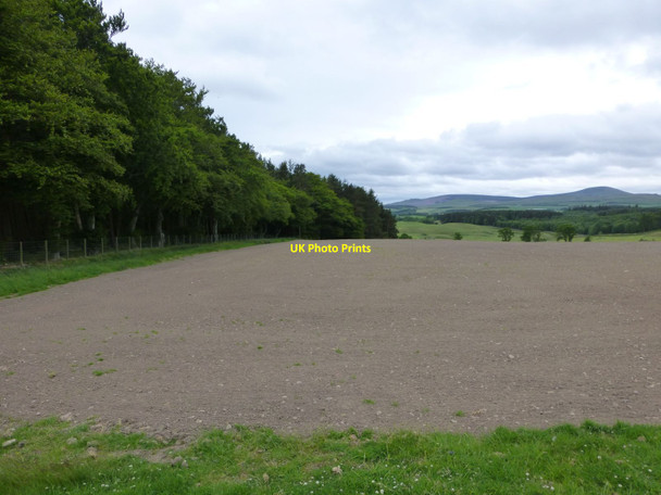 Photo 6"x4" Recently planted arable field Newtown\/NU0425 c2015