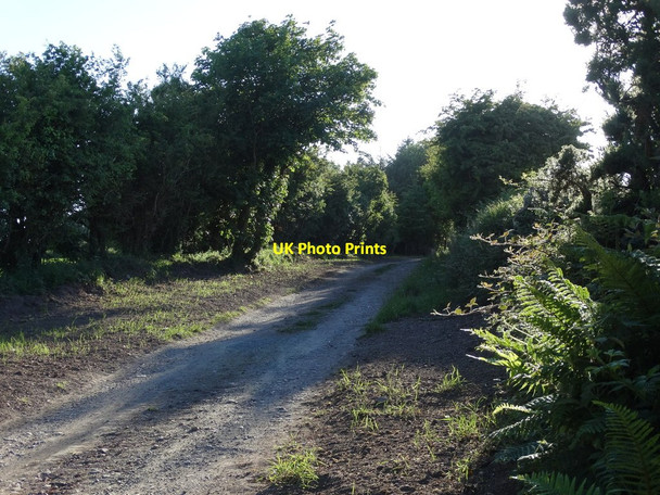 Photo 6"x4" Driveway to Liskillea House Ballinhassig c2015