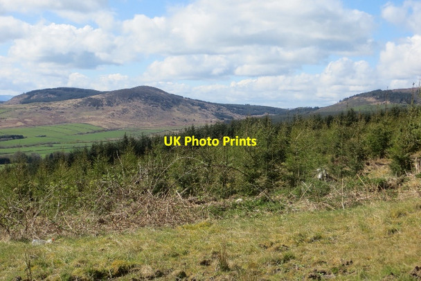 Photo 6"x4" Slopes of Boreland Hill Caulkerbush c2015