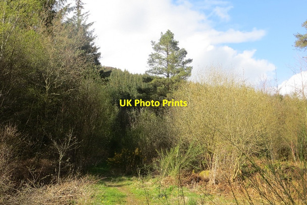 Photo 6"x4" Auchengray Plantation New Abbey c2015