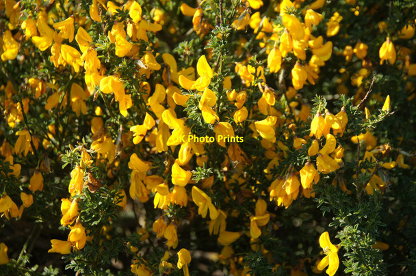 Photo 6"x4" Common Broom (Cytisus scoparius), EICA, Ratho Newbridge\/NT1272 c2015
