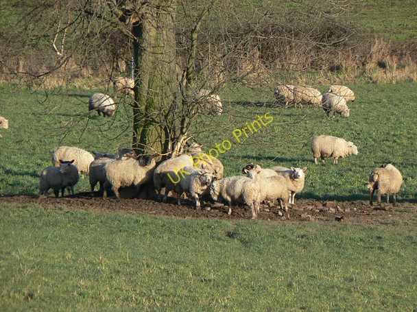 Photo 6"x4" Clustering round Arnold\/SK5945 c2009