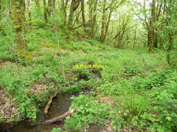 Photo 6"x4" Stream in Coed Llyn Mair Tan-y-bwlch\/SH6540 c2015
