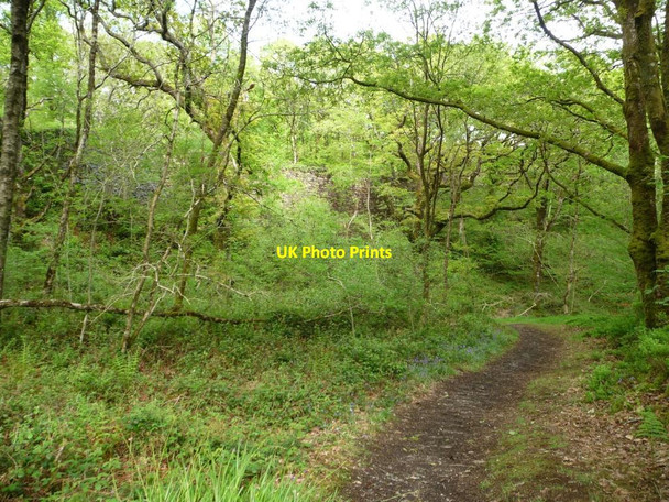 Photo 6"x4" Path below the railway embankment, Coed Llyn Mair Tan-y-bwlch\/SH6540 c2015