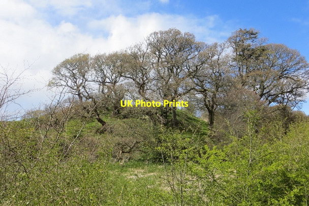 Photo 6"x4" The Brough, Southwick Caulkerbush c2015