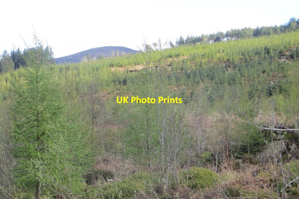 Photo 6"x4" Fence Hill New Abbey c2015