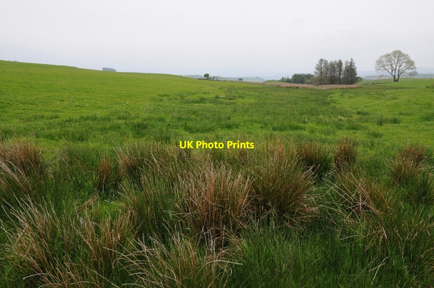 Photo 6"x4" Upland grazing Nebo\/SH8356 c2015