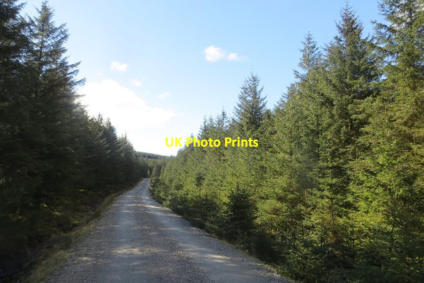 Photo 6"x4" Logging road, Little Hard Hill Little Hard Hill c2015