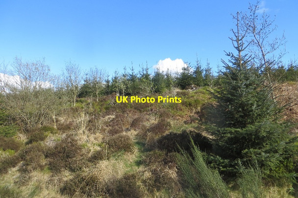 Photo 6"x4" Fence Hill New Abbey c2015