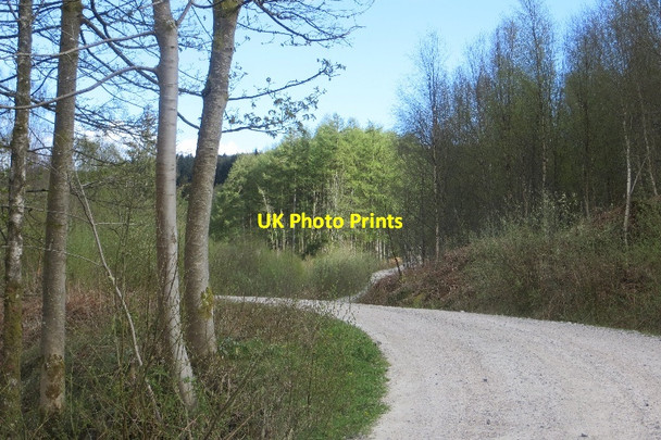 Photo 6"x4" Logging road, Kinharvie New Abbey c2015