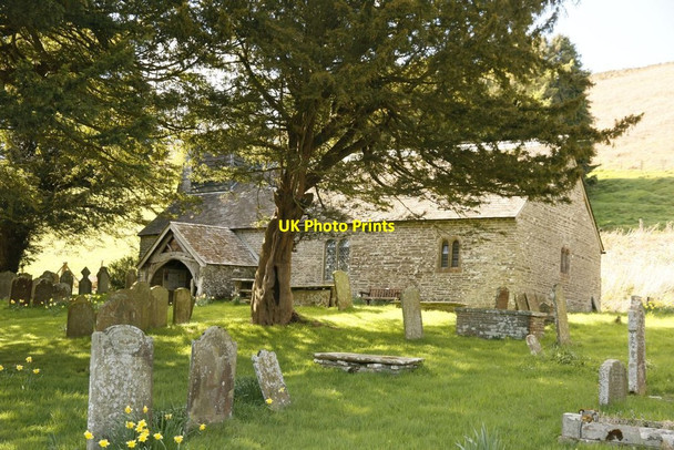 Photo 6"x4" Yew Tree at St David Colva c2015