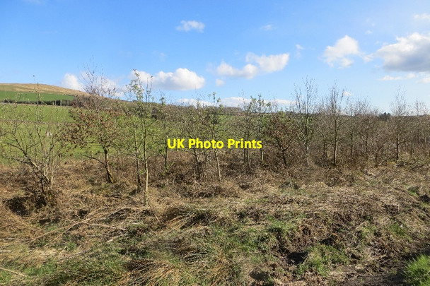 Photo 6"x4" A new strip wood Beeswing c2015