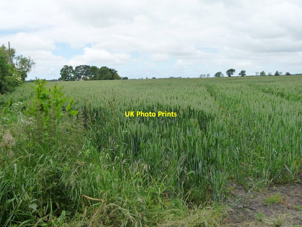Photo 6"x4" Corner of a wheatfield, Burscough Moss Tarlscough c2015