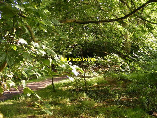 Photo 6"x4" Wood Path Blakeley\/SO8692 c2015