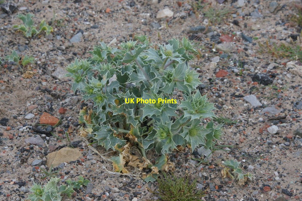 Photo 6"x4" Sea Holly (Eryngium maritimum), Hall Road, Crosby Crosby\/SJ3198 c2015