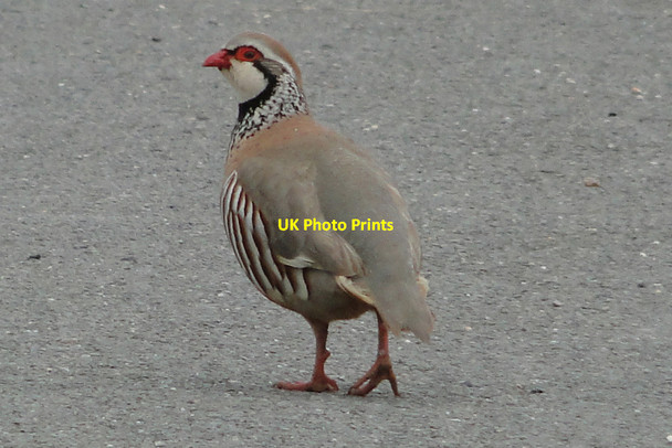 Photo 6"x4" Red-legged or French partridge taking a stroll down the road Runham c2015